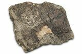 Dinosaur (Triceratops) Frill Shield Section - Montana #338934-1
